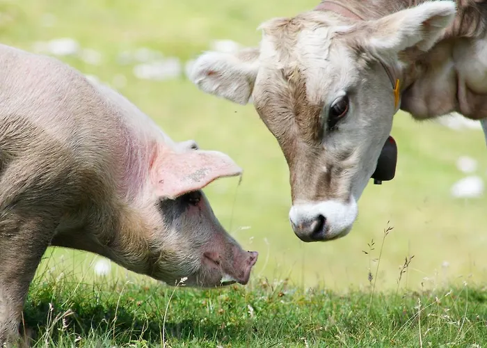 Olympia * Майргофен